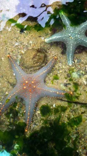 天虹號&一日團 【親子同樂】奇幻海洋探險之旅(可加南丫島海鮮宴)｜半天團 3