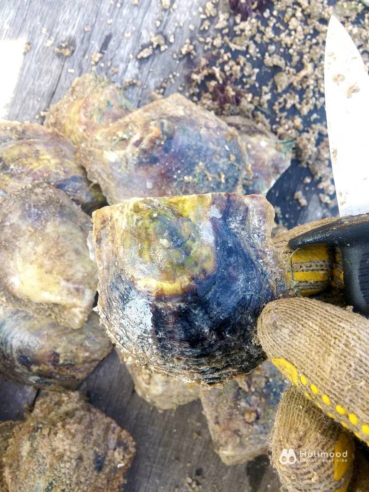 有機養殖HKOMD 全港唯一西貢珍珠導賞團-珍珠首飾工作坊 6