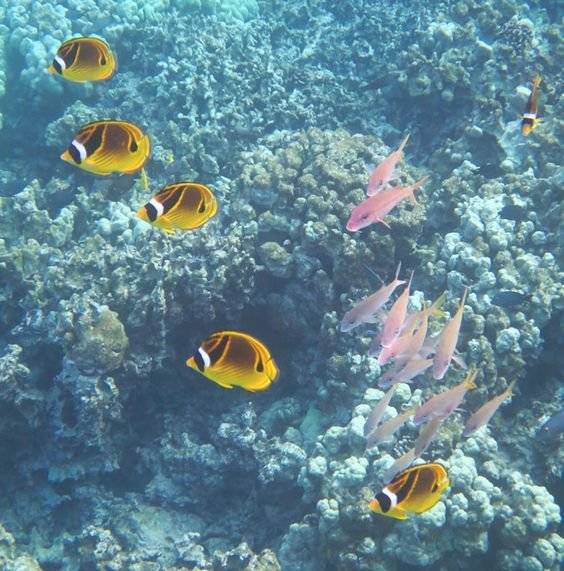 Explorer Hong Kong 【赤色島嶼打卡半日遊】赤洲浮潛體驗及生態導賞 - 私人包團 (10人團) 14