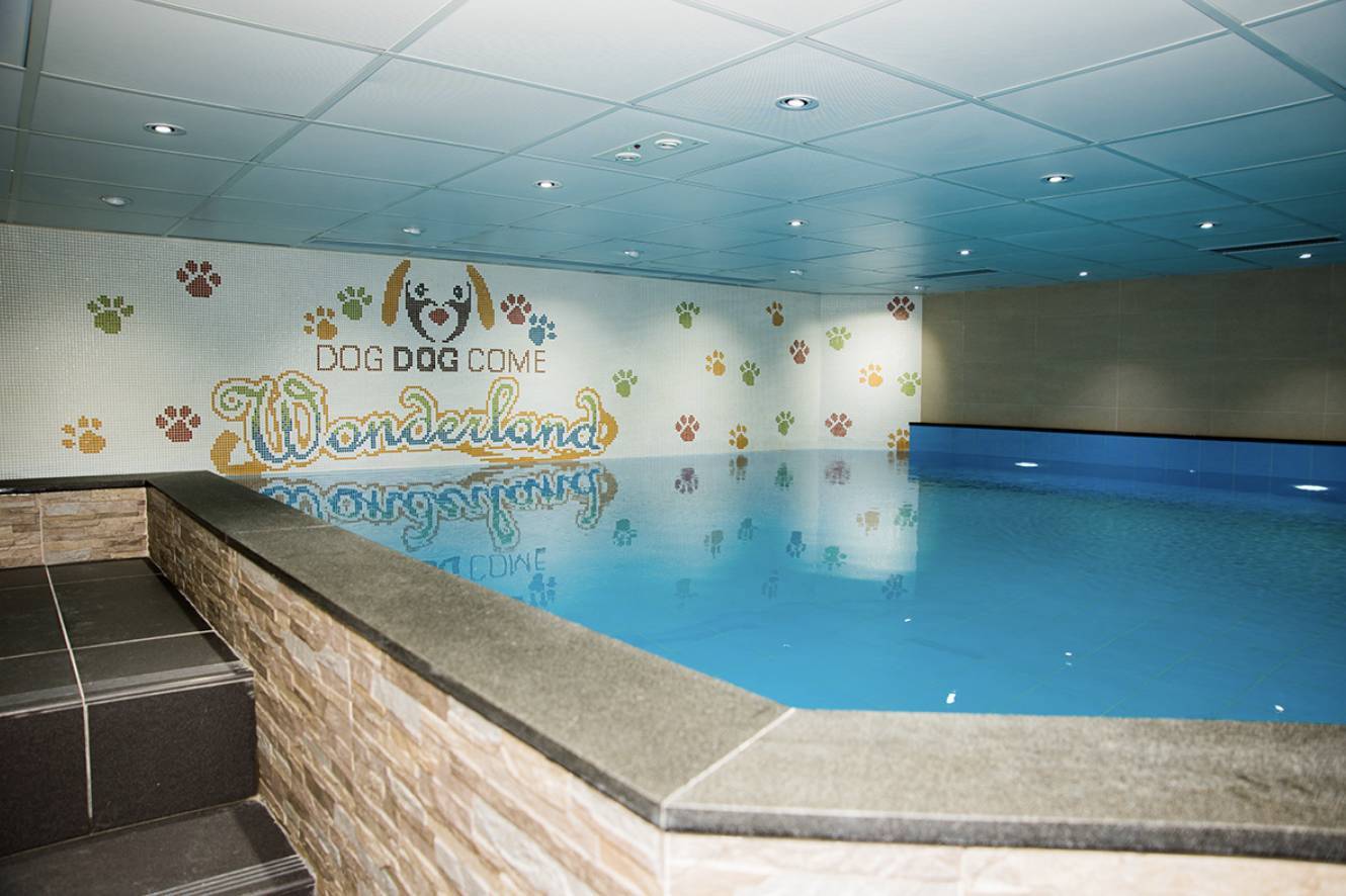 Dog Dog Come Wonderland 【狗主活動】室內恆溫游泳池 3