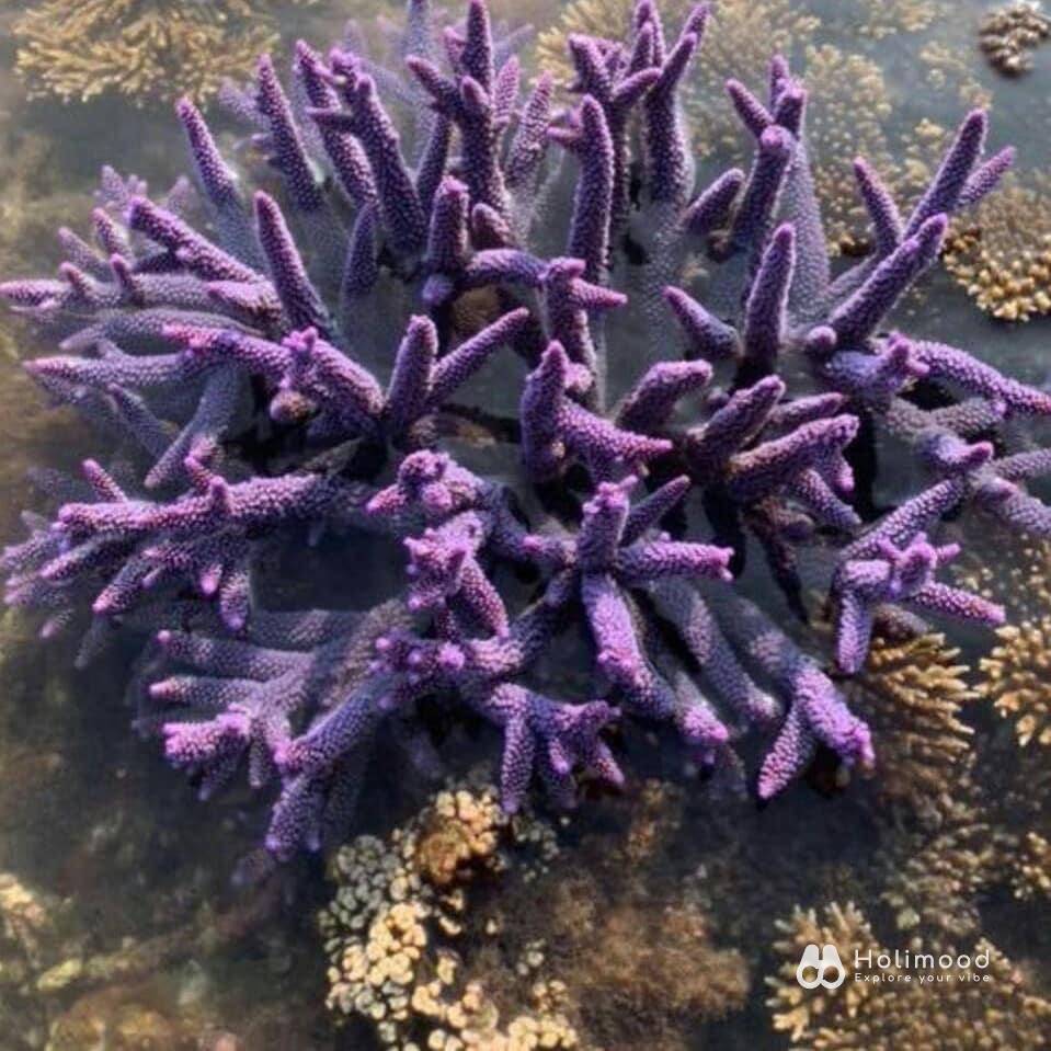 樂浪遊艇 澎湖秘境探索3.5小時｜48呎雙體遊艇｜澎湖亞果遊艇碼頭 13