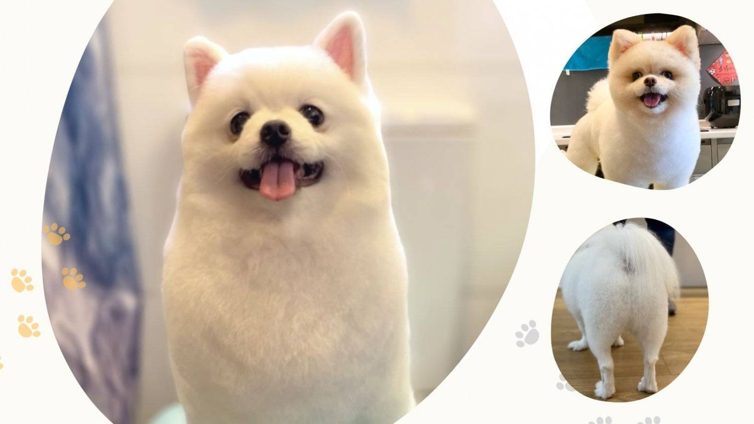 Patpetgrooming 全手剪造型 1