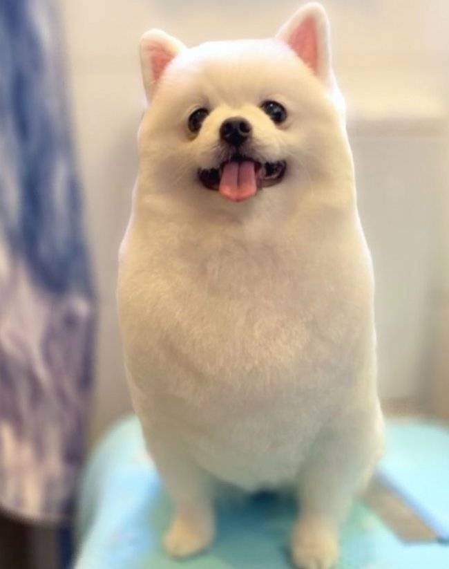 Patpetgrooming 全手剪造型 3