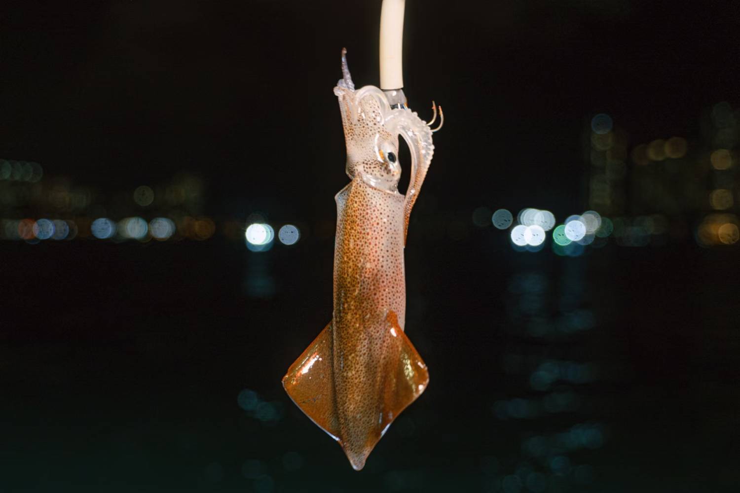 Holimood HK 【中環/觀塘】維港夜遊x夜釣墨魚團｜西式遊艇｜無限暢享小食飲品｜專業領隊 2026 3