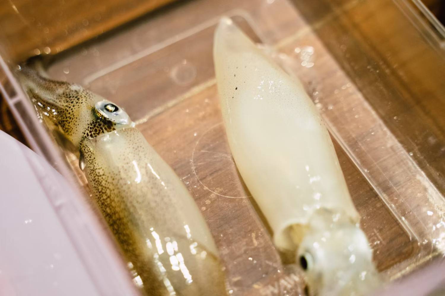 Holimood HK 【中環/觀塘】維港夜遊x夜釣墨魚團｜西式遊艇｜無限暢享小食飲品｜專業領隊 2026 4