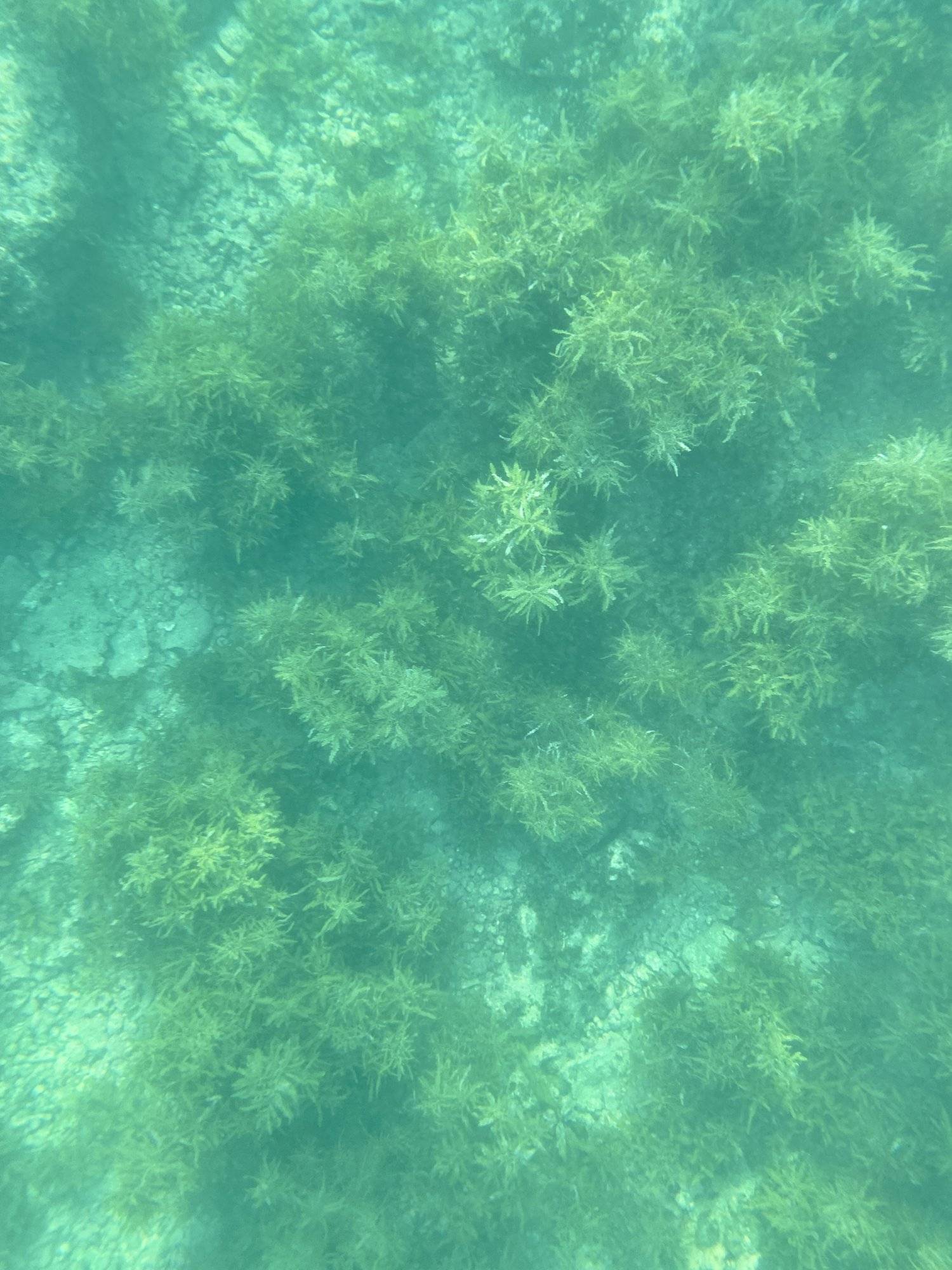 Explorer Hong Kong 【赤色島嶼打卡半日遊】赤洲浮潛體驗及生態導賞 - 私人包團 (10人團) 13