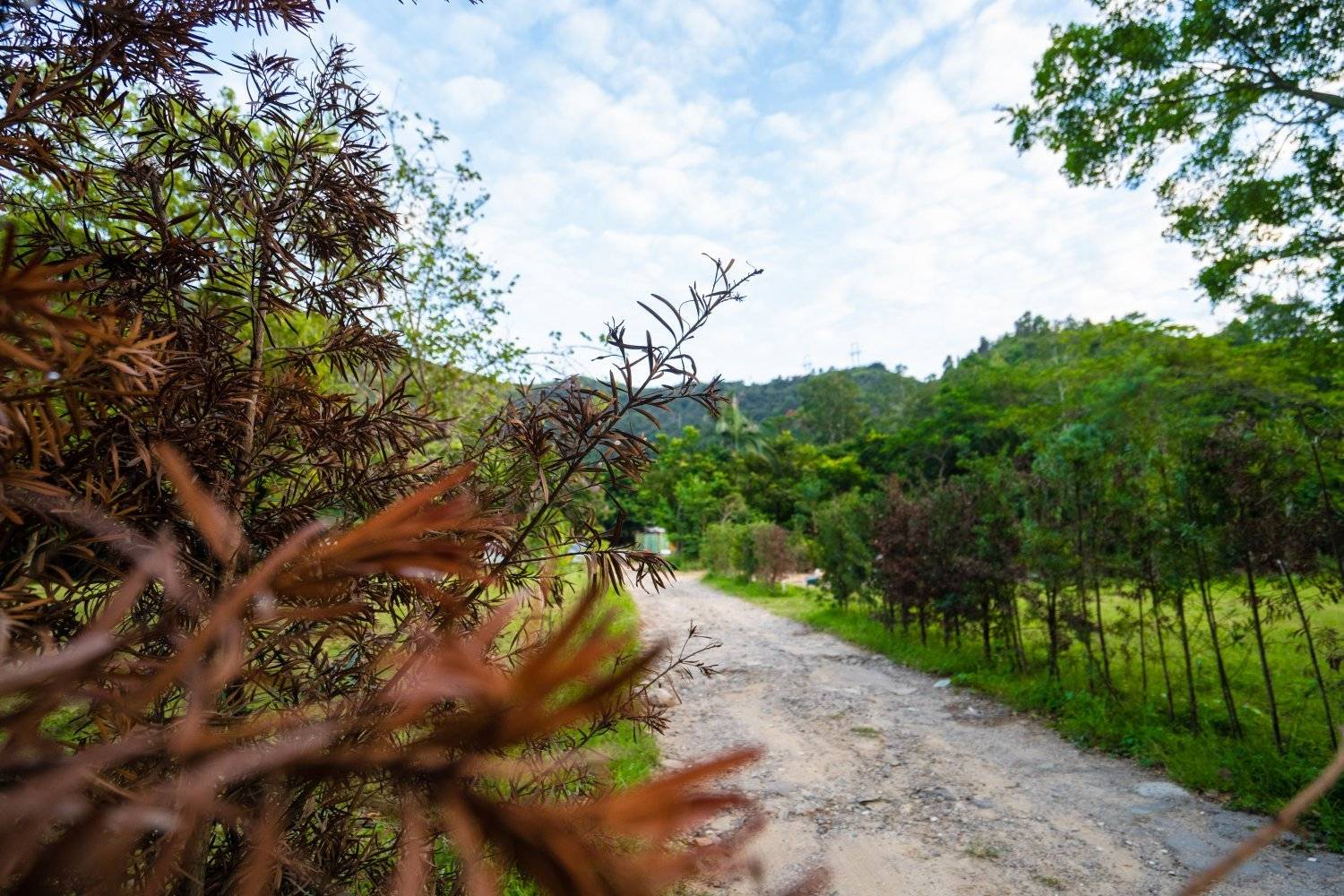 山林里農莊Forest Pathway | 錦田露營·寵物友善營區·巴士露營體驗 山林里農莊 (自攜營帳/租用營帳) 17