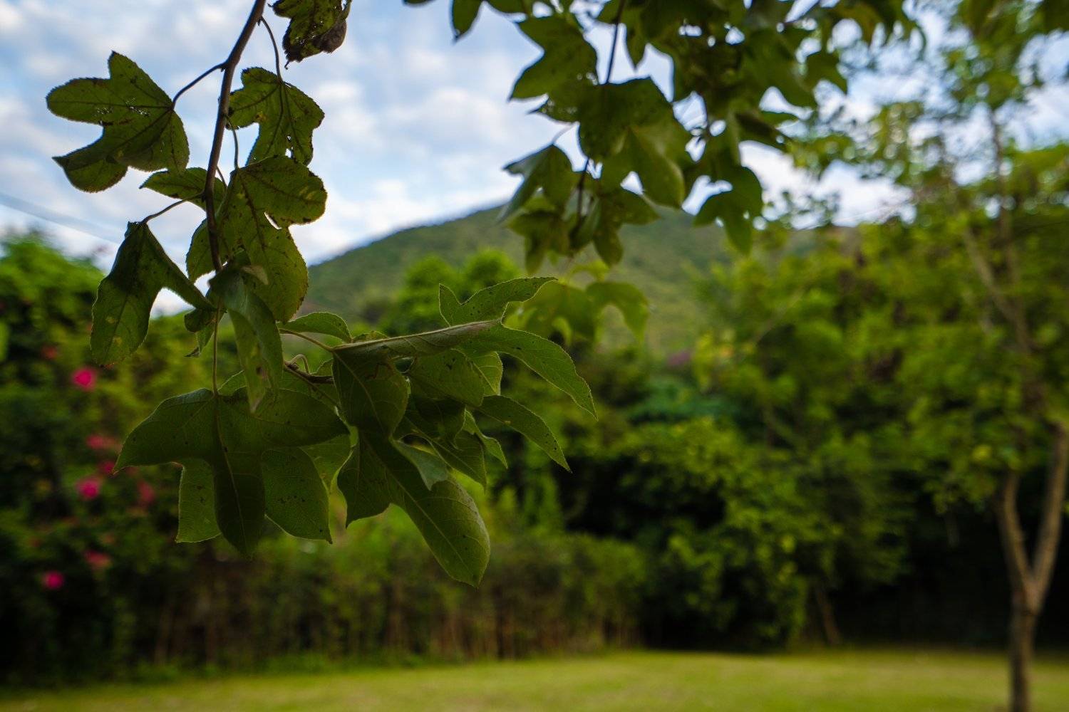 山林里農莊Forest Pathway | 錦田露營·寵物友善營區·巴士露營體驗 山林里農莊 (自攜營帳/租用營帳) 10