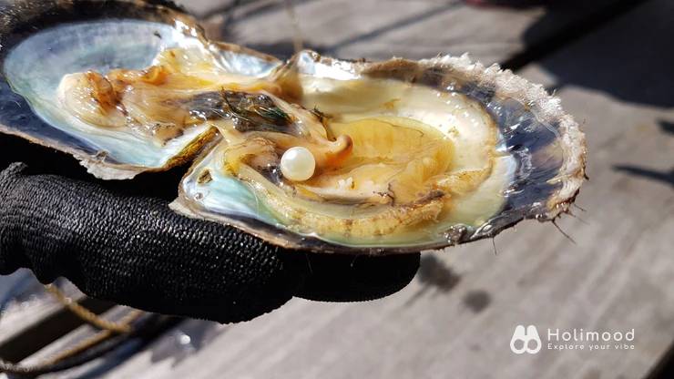 有機養殖HKOMD 全港唯一西貢珍珠導賞團-珍珠首飾工作坊 5