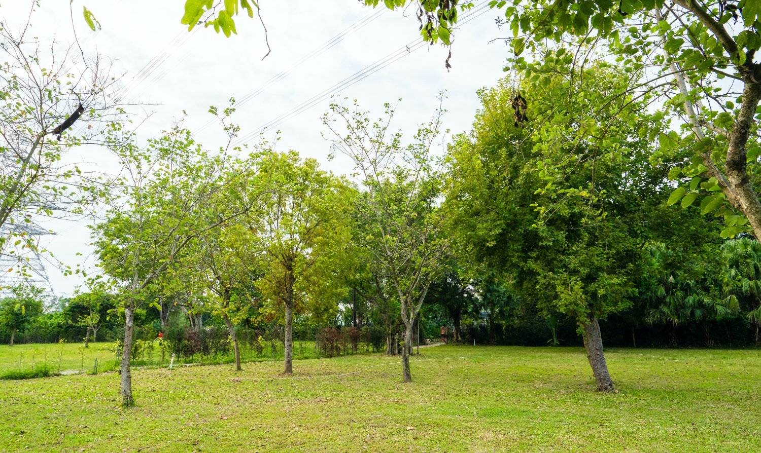 山林里農莊Forest Pathway | 錦田露營·寵物友善營區·巴士露營體驗 山林里農莊 (自攜營帳/租用營帳) 7