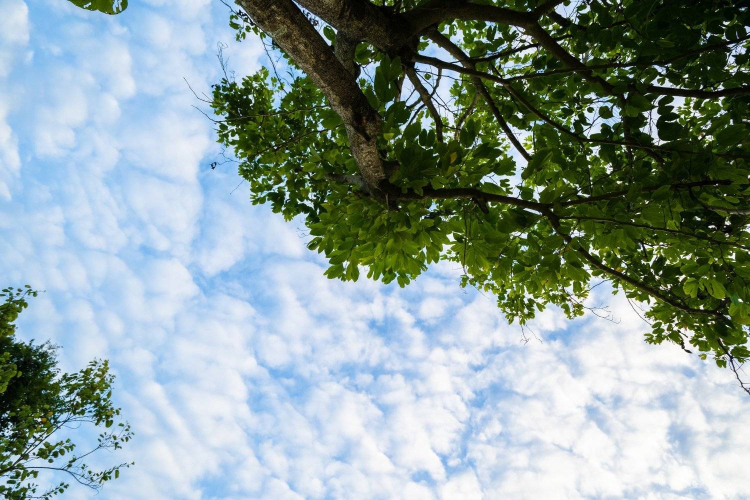 山林里農莊Forest Pathway | 錦田露營·寵物友善營區·巴士露營體驗 山林里農莊 (自攜營帳/租用營帳) 8