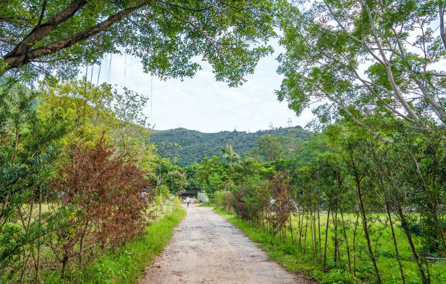 山林里農莊Forest Pathway | 錦田露營·寵物友善營區·巴士露營體驗 山林里農莊 (自攜營帳/租用營帳) 18