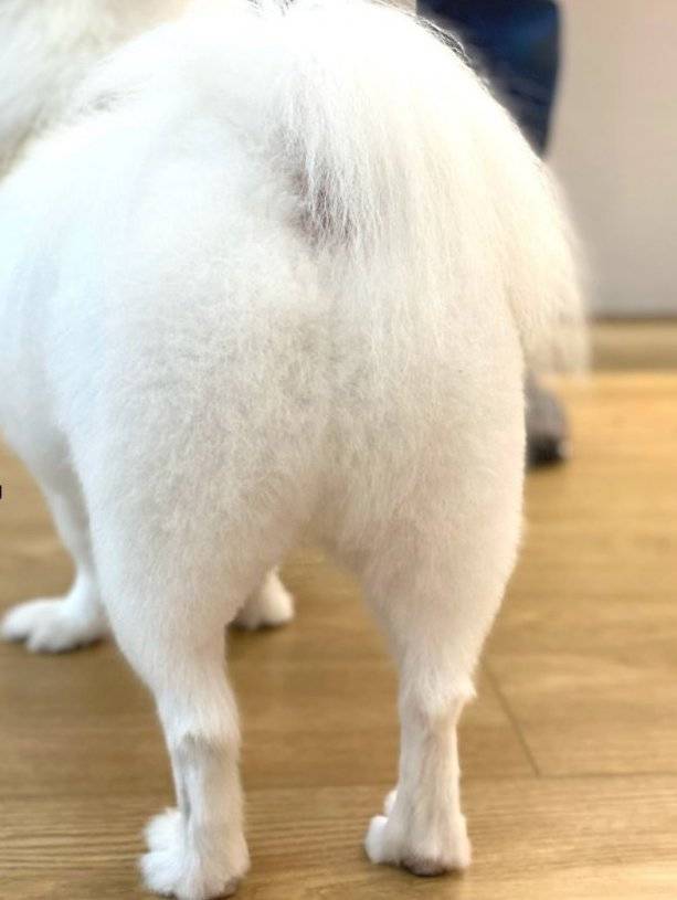 Patpetgrooming 全手剪造型 4