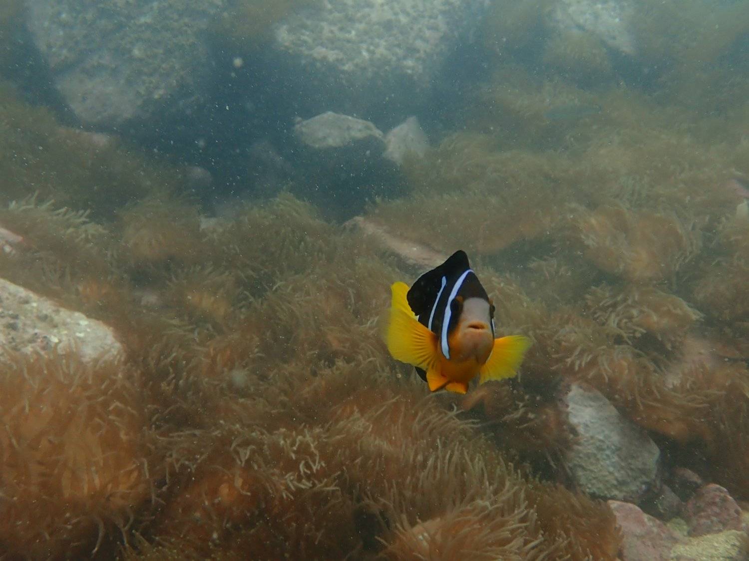 Explorer Hong Kong 【西貢海下】獨木舟加浮潛體驗班 連教練指導 - 私人包團 (8人起) 6