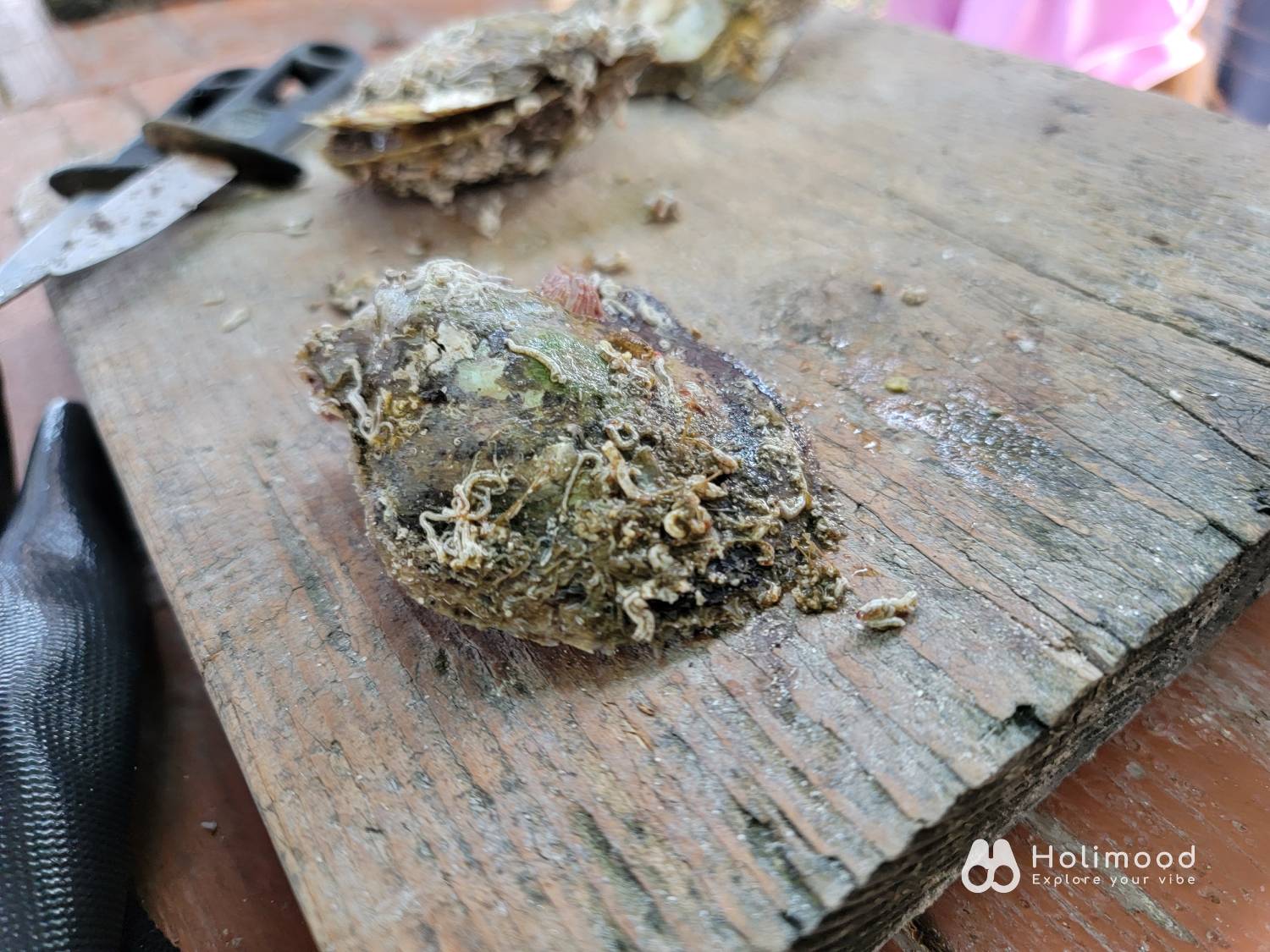 有機養殖HKOMD 全港唯一西貢珍珠導賞團-珍珠首飾工作坊 3