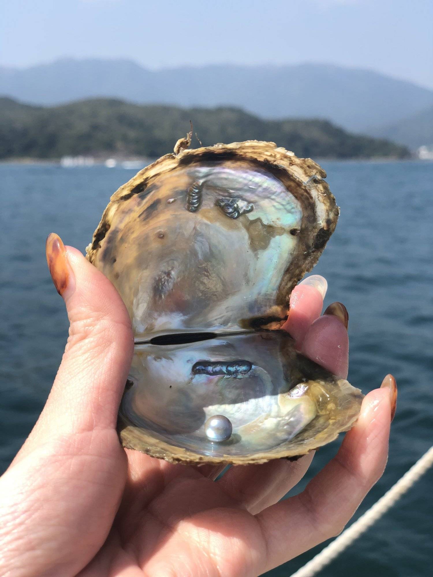 有機養殖HKOMD 全港唯一西貢珍珠導賞團-珍珠首飾工作坊 4