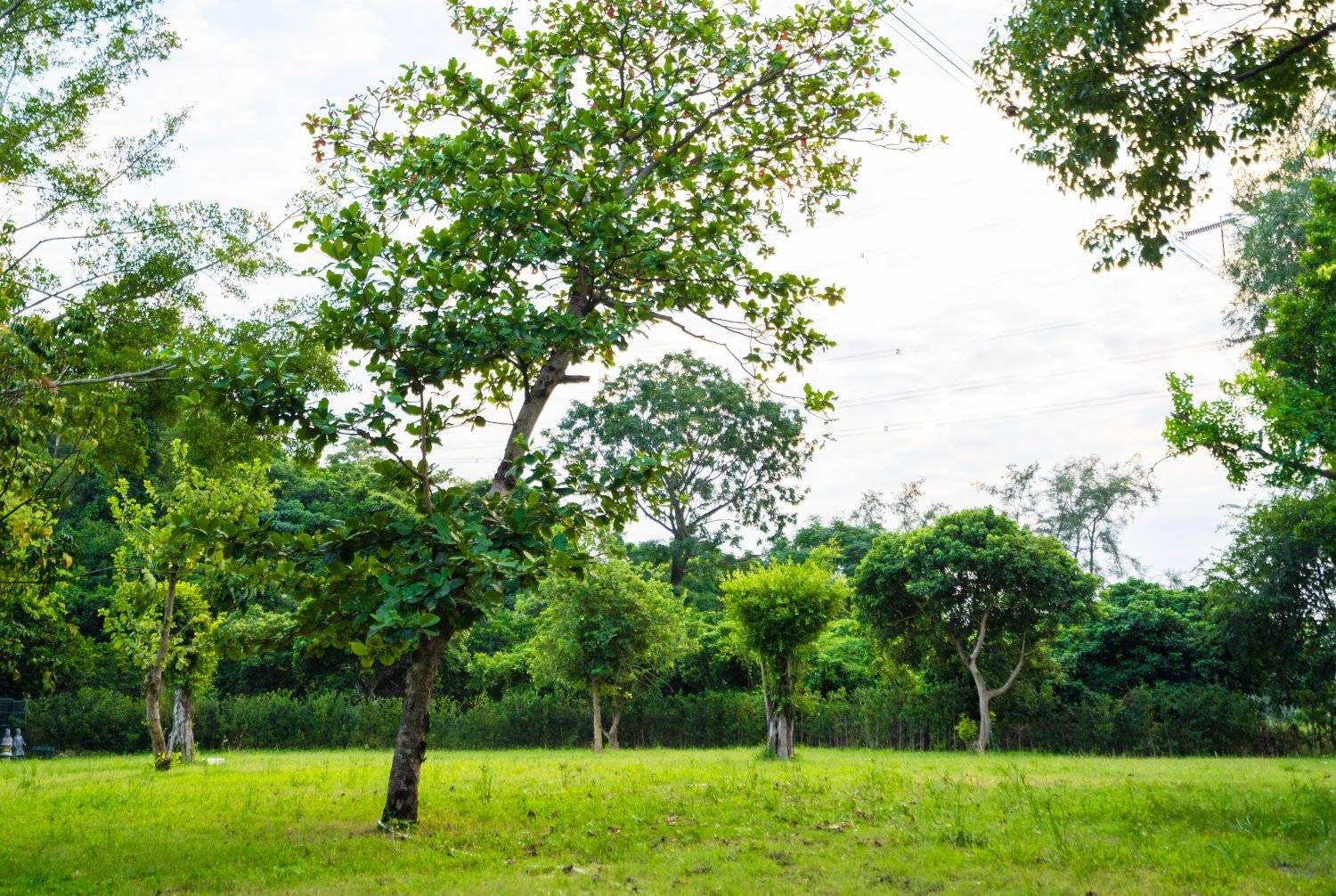 山林里農莊Forest Pathway | 錦田露營·寵物友善營區·巴士露營體驗 山林里農莊 (自攜營帳/租用營帳) 19