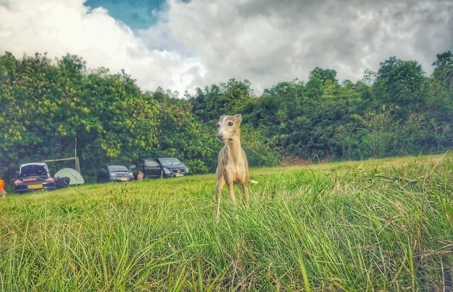 綠行鳥營地 | 大棠露營·觀星營地·紅葉生態園 【元朗2026新裝修營地】 自攜營帳露營體驗 5