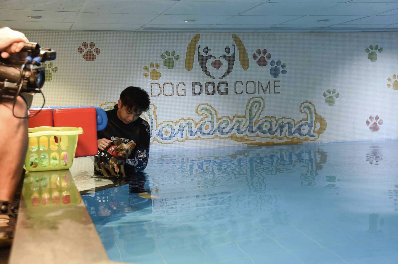 Dog Dog Come Wonderland 【狗主活動】室內恆溫游泳池 4