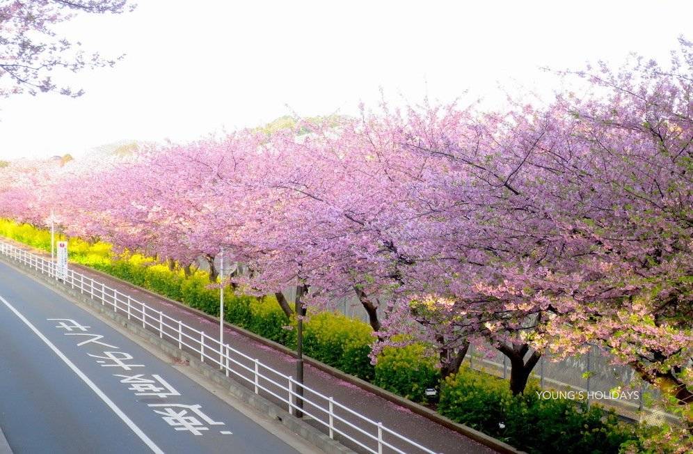 Youngs Holiday 悠揚假期 - 潛水旅遊、自駕遊、日本露營車 【北海道】六人日本露營車24小時租用體驗(JSM-Breeze) 27