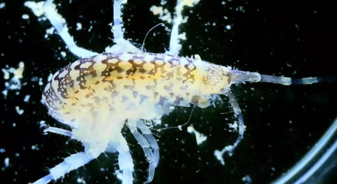 天虹號&一日團 【親子同樂】奇幻海洋探險之旅(可加南丫島海鮮宴)｜半天團 4