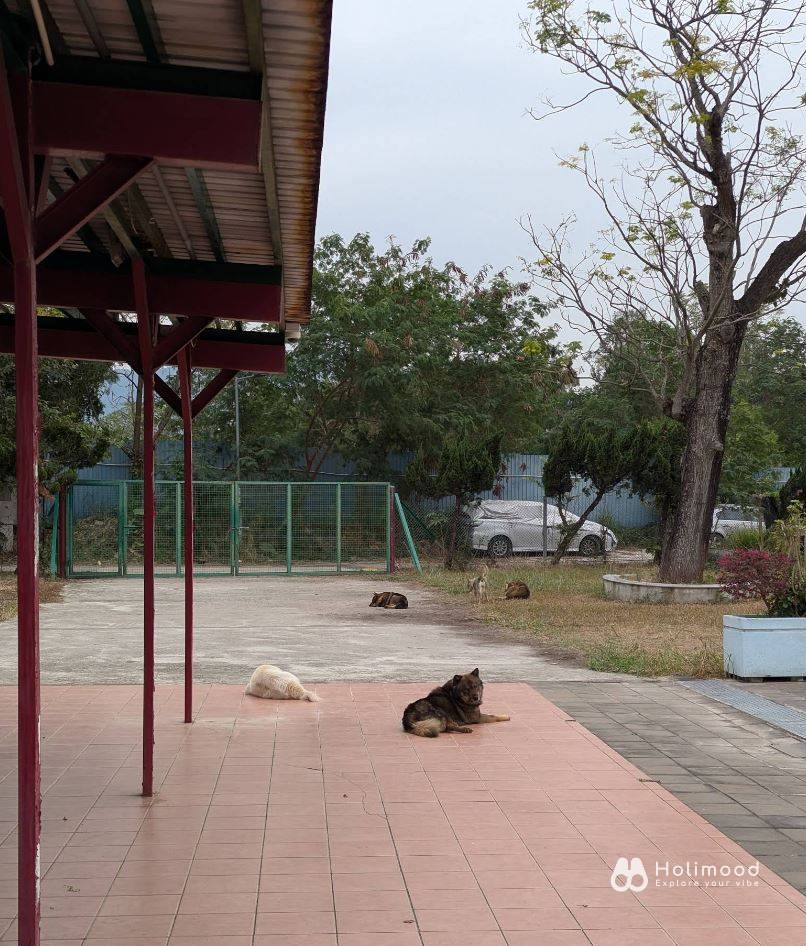 NutsCamping 【錦田親子好去處】元朗特大蒙古包 4-6人營帳體驗 6