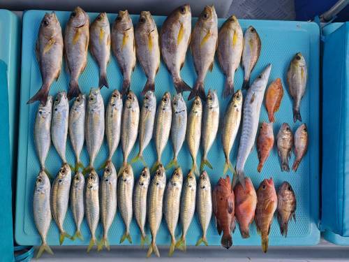 港水釣魚團 【4 人成團．將軍澳出發】🛥️積仔記釣魚樂🇭🇰港水釣魚團🐟 6