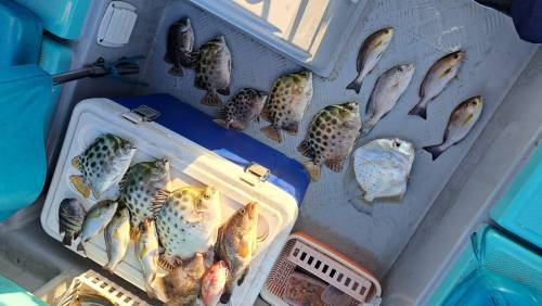 港水釣魚團 【4 人成團．將軍澳出發】🛥️積仔記釣魚樂🇭🇰港水釣魚團🐟 7