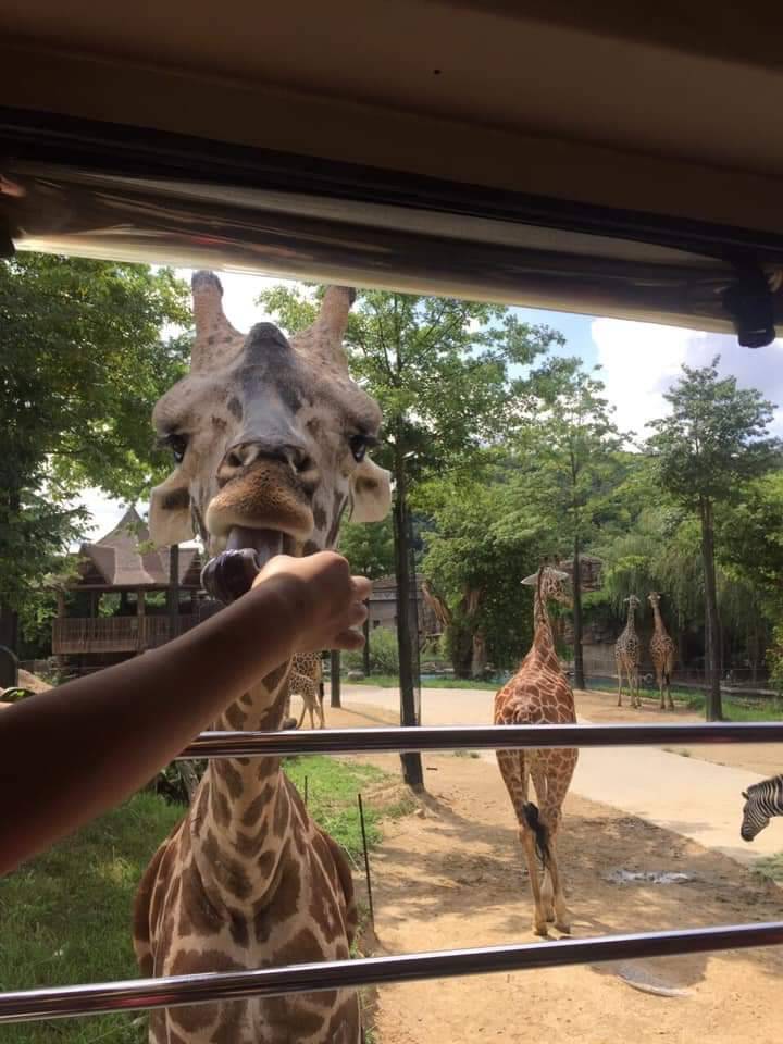 星程旅遊獨家優惠｜日本、韓國、泰國  - 活動門票/套票/一天團 (團號:EV-01)  EVERLAND 愛寶樂園 一天團 9