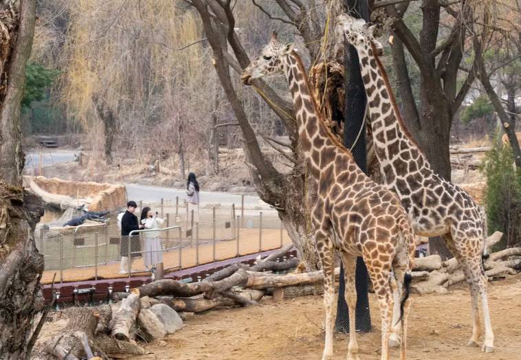 星程旅遊獨家優惠｜日本、韓國、泰國  - 活動門票/套票/一天團 (團號:EV-01)  EVERLAND 愛寶樂園 一天團 7