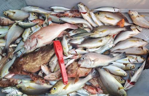 港水釣魚團 【4 人成團．將軍澳出發】🛥️積仔記釣魚樂🇭🇰港水釣魚團🐟 3