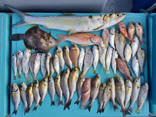 港水釣魚團 【4 人成團．將軍澳出發】🛥️積仔記釣魚樂🇭🇰港水釣魚團🐟 1