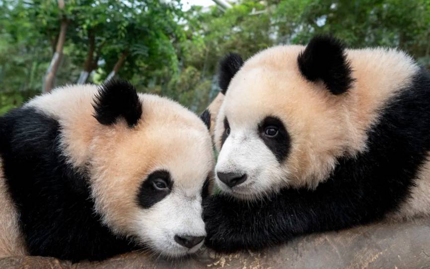 星程旅遊獨家優惠｜日本、韓國、泰國  - 活動門票/套票/一天團 (團號:EV-01)  EVERLAND 愛寶樂園 一天團 5