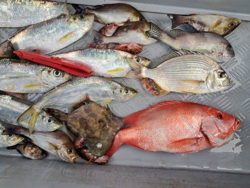 港水釣魚團 【4 人成團．將軍澳出發】🛥️積仔記釣魚樂🇭🇰港水釣魚團🐟 9