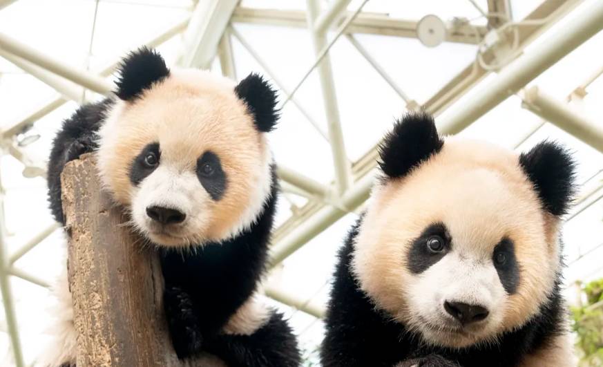 星程旅遊獨家優惠｜日本、韓國、泰國  - 活動門票/套票/一天團 (團號:EV-01)  EVERLAND 愛寶樂園 一天團 6