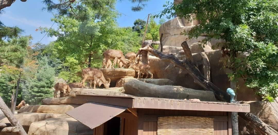 星程旅遊獨家優惠｜日本、韓國、泰國  - 活動門票/套票/一天團 (團號:EV-01)  EVERLAND 愛寶樂園 一天團 13