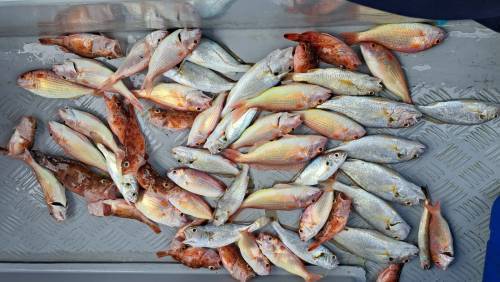 港水釣魚團 【4 人成團．將軍澳出發】🛥️積仔記釣魚樂🇭🇰港水釣魚團🐟 5
