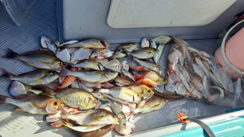 港水釣魚團 【4 人成團．將軍澳出發】🛥️積仔記釣魚樂🇭🇰港水釣魚團🐟 8